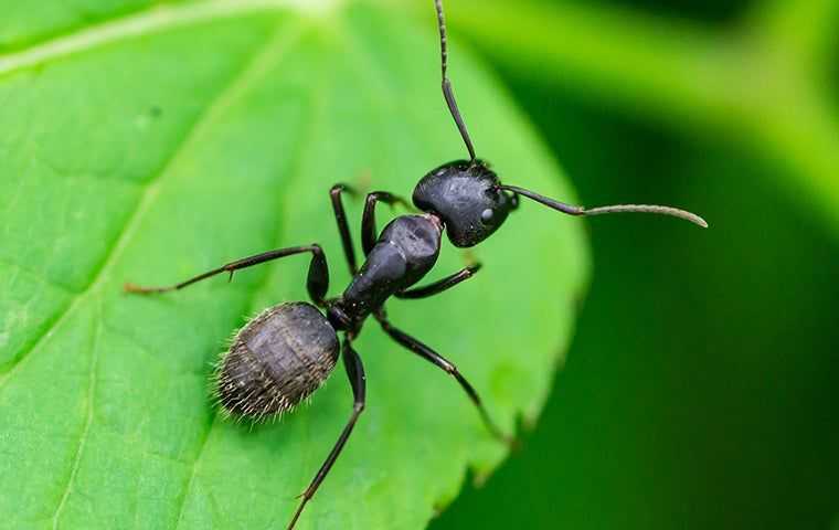 ants on a leaf