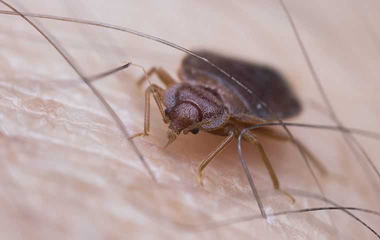 a bed bug on a person