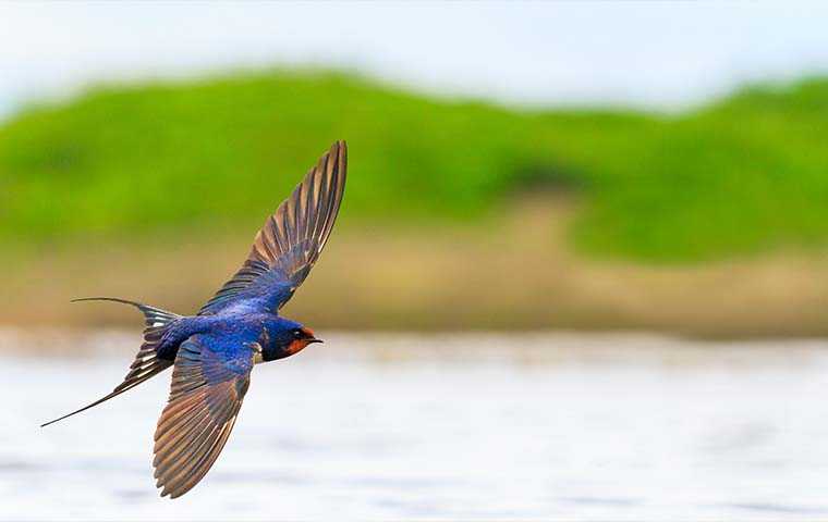 a swallow flying over water