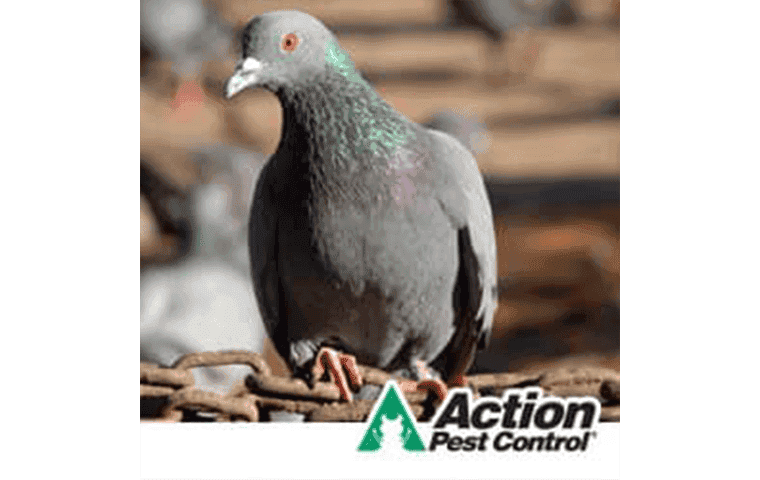 Commercial Pigeon Control In Indiana 