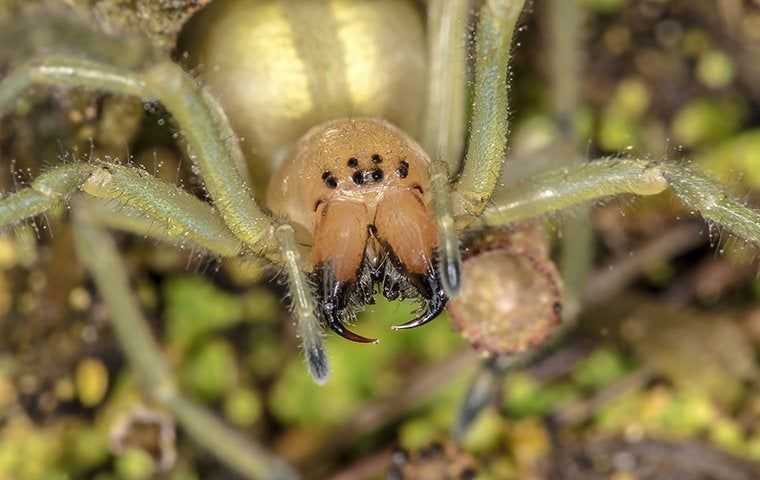 a spider in a garden