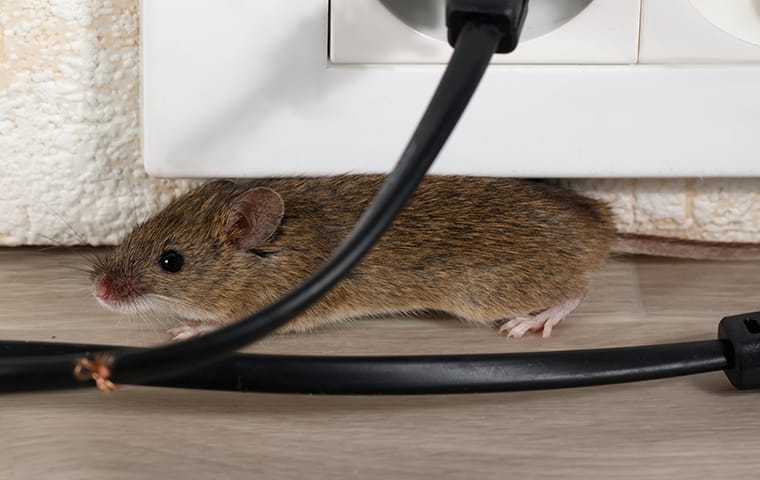 House mouse chewing wires and hiding under a socket