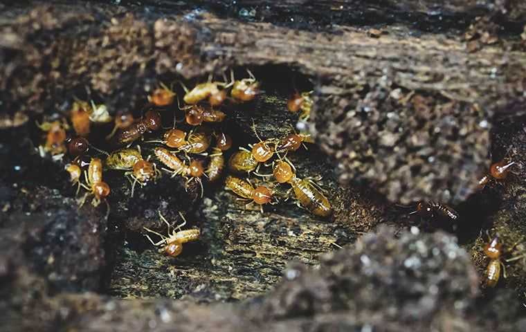 termites in a rotten log