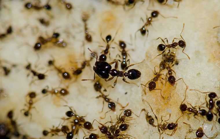 ants in a home on food