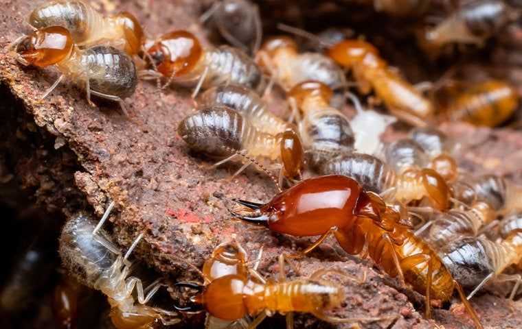 a large termite swarm