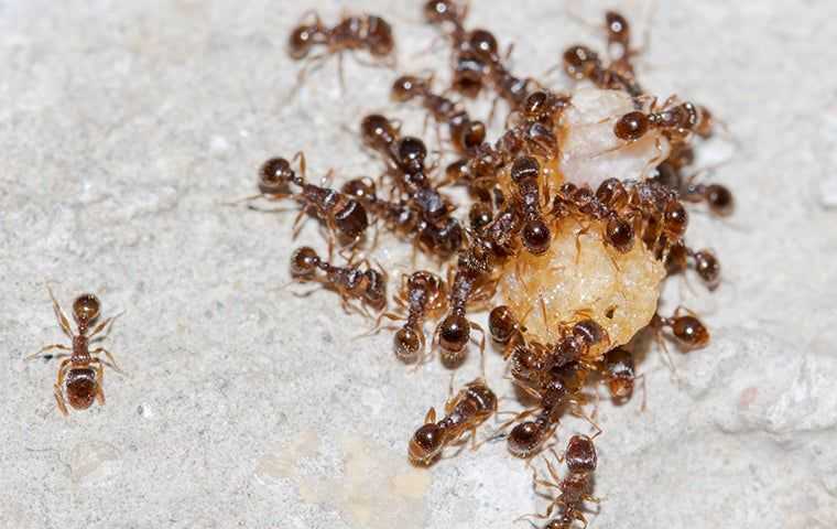 ants in a kitchen