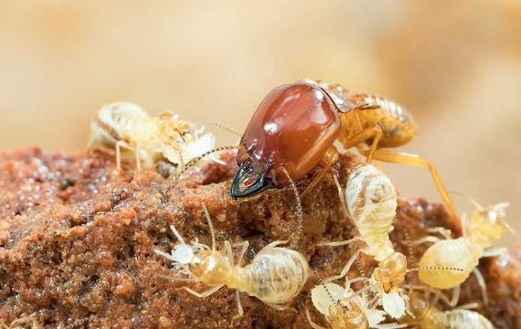 termites on a pile