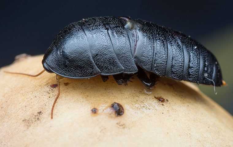 an oriental cockroach up close