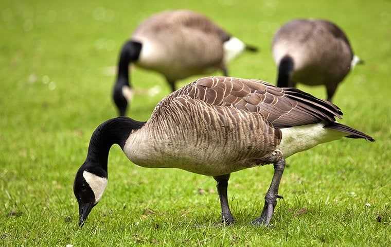 canada geese on a golf course
