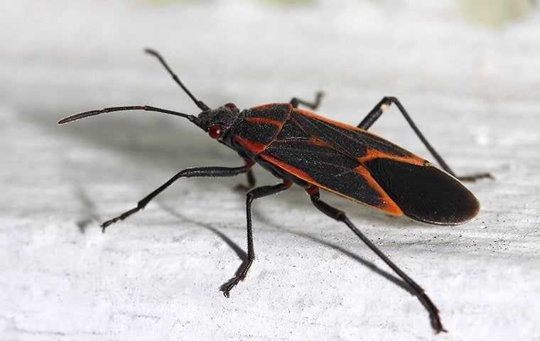 a boxelder bug crawling in a home