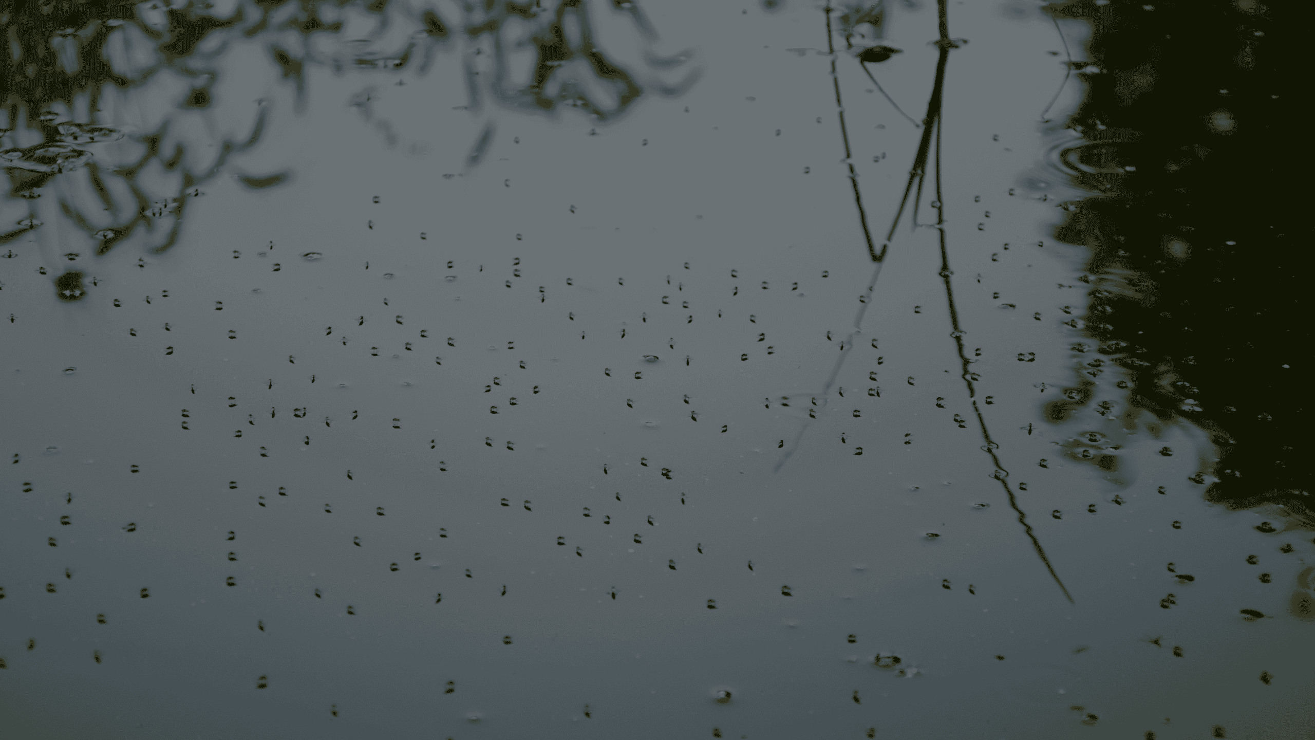 mosquitoes over a swamp