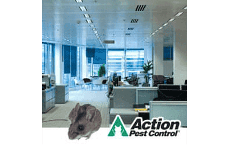 Rodent In Indianapolis Office