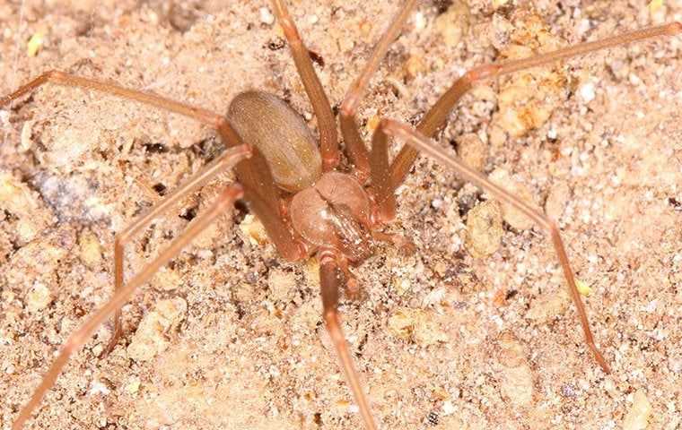 a brown recluse on the ground