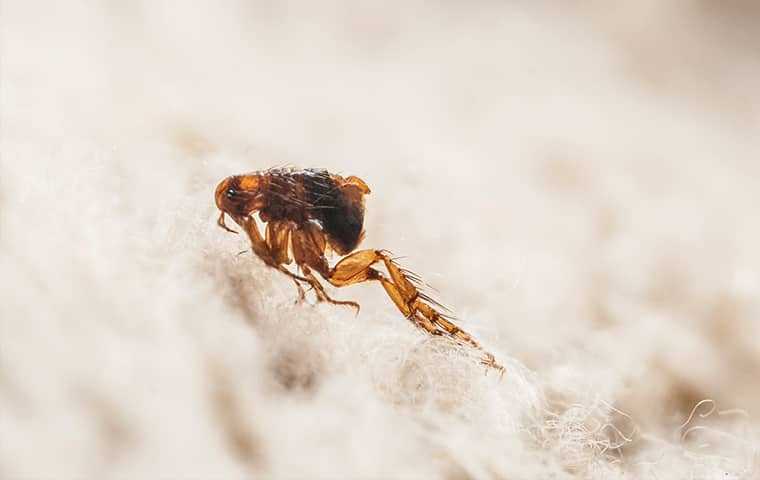 flea jumping on carpet