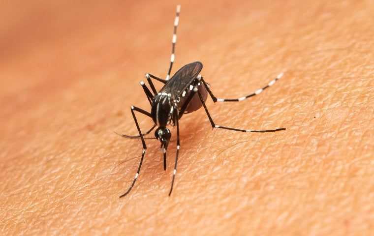 an asian tiger mosquito on a person
