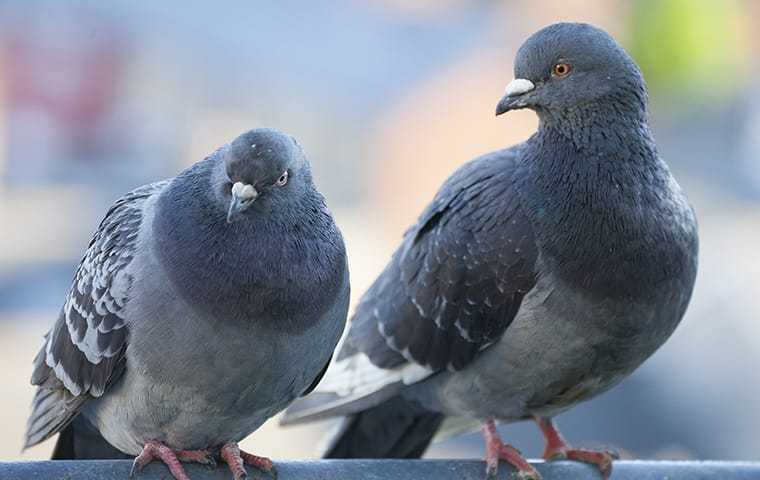 two pigeons sitting on top of a roof