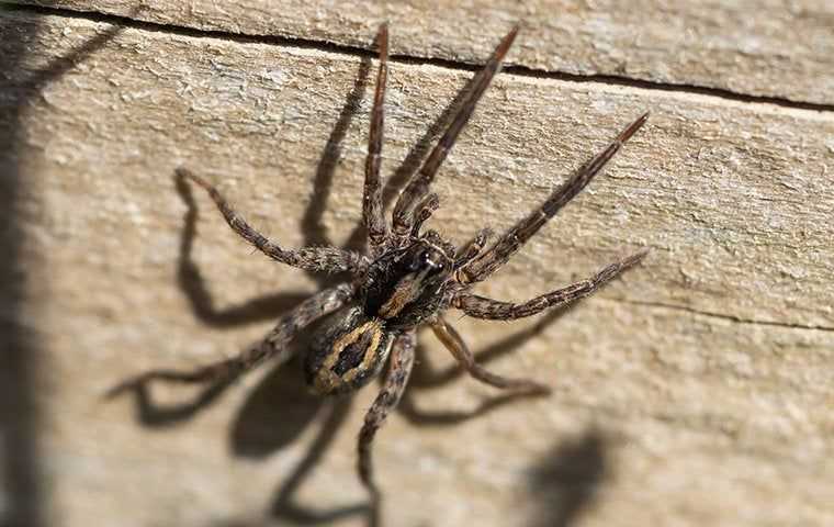 a spider on wood