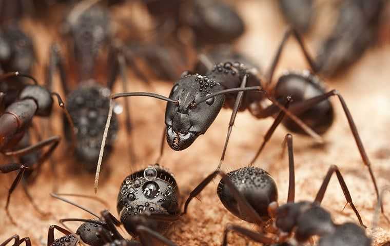 carpenter ants on the rough wood