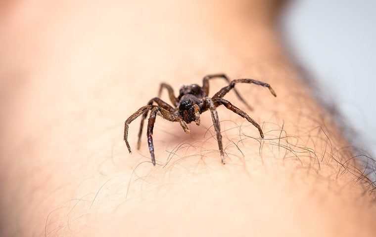 a spider on a person