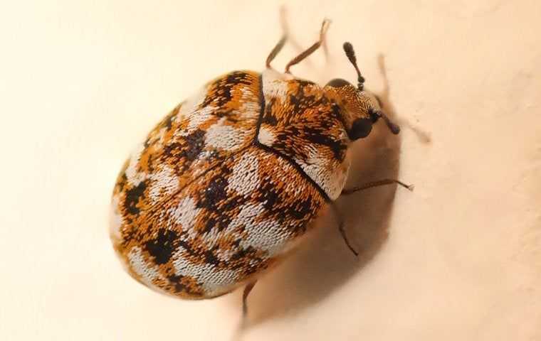 a carpet beetle in a home