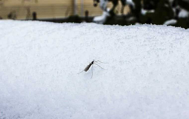 a mosquito on snow