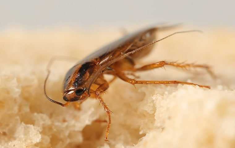 cockroach on bread
