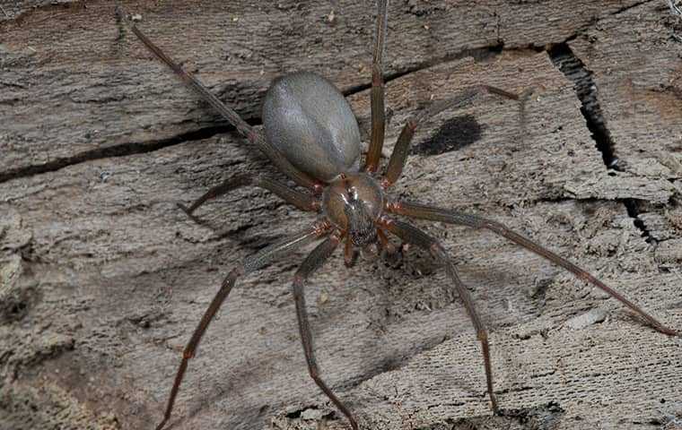 a brown recluse in your home