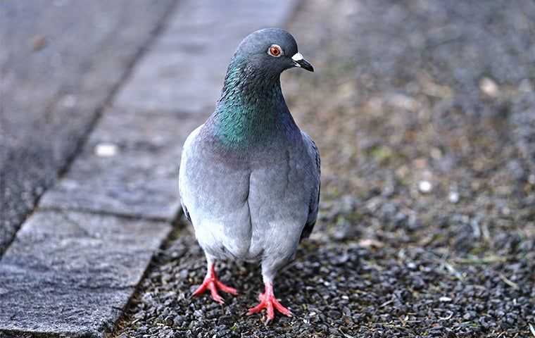 a pigeon in the big city