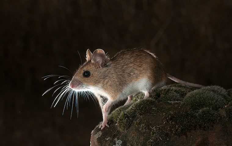 a field mouse on a rock