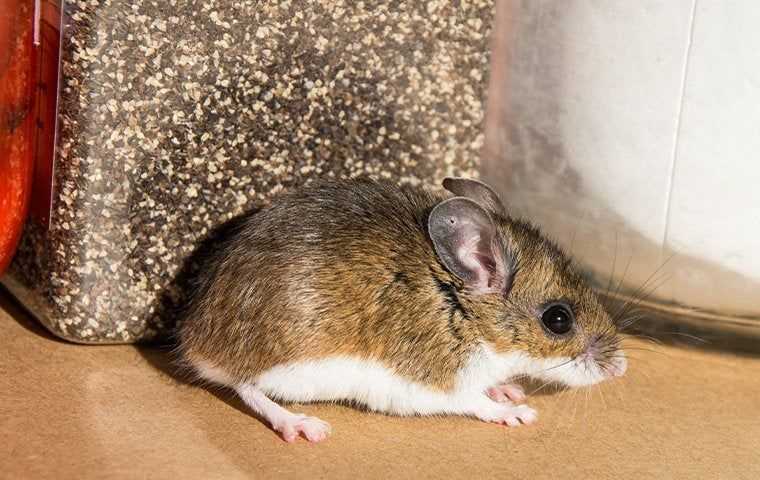 a house mouse in a pantry