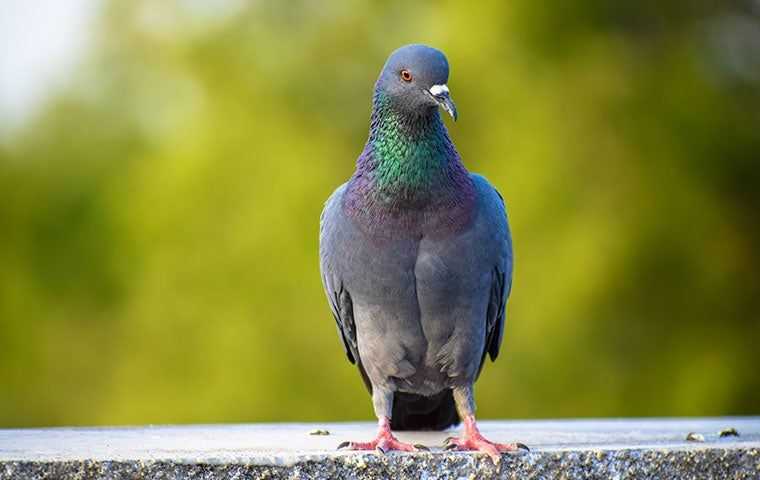 a pigeon on a bench looking around