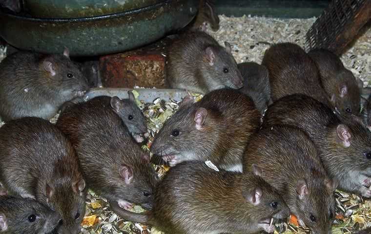 rat infestation