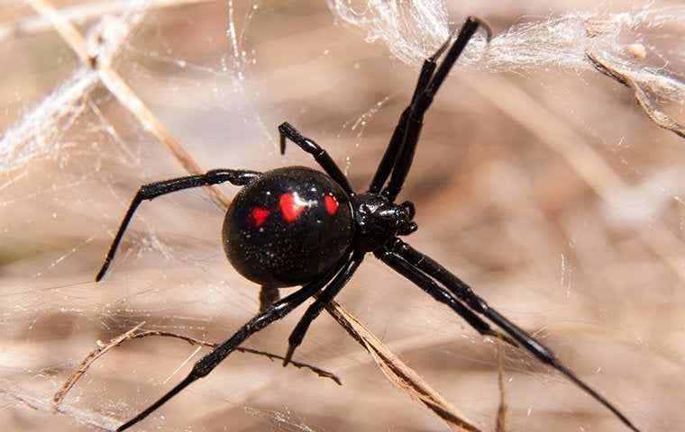 close up of black widow spider in web