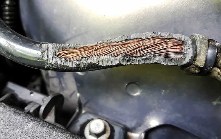 chewed wires in a car