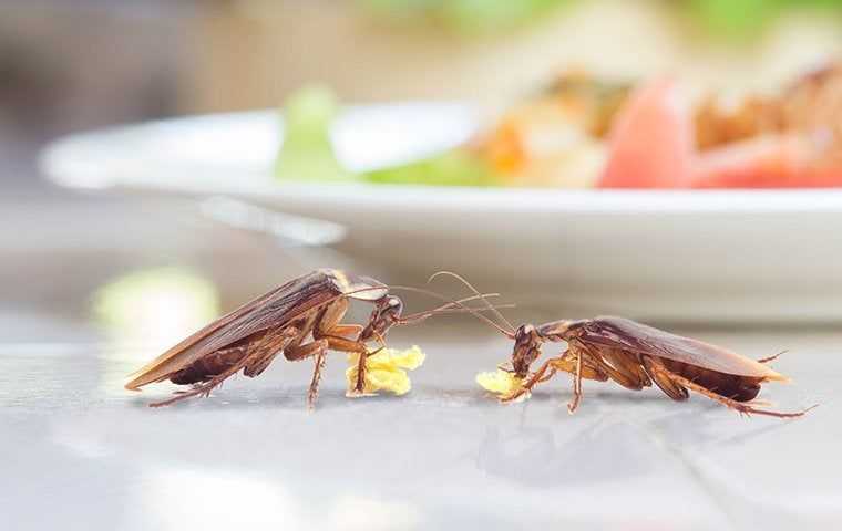 two cockroaches in a kitchen eating food