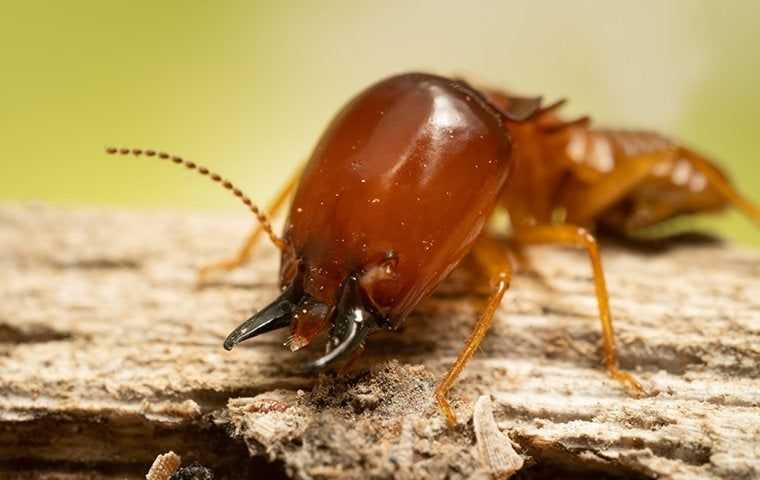 a big termite up close