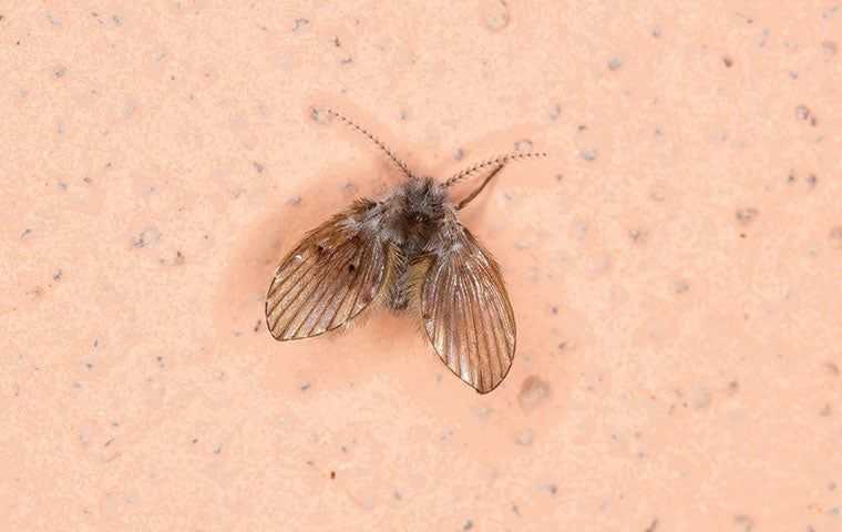 a yucky drain fly in the baathroom