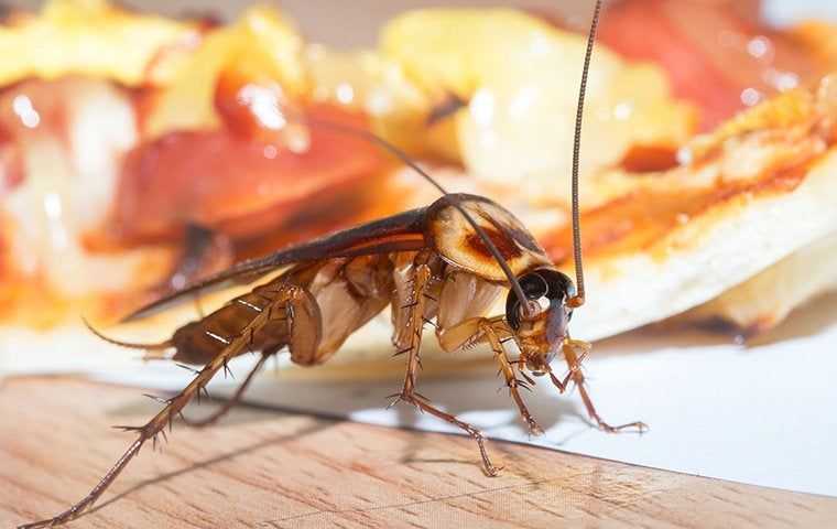 Cockroach eating pizza