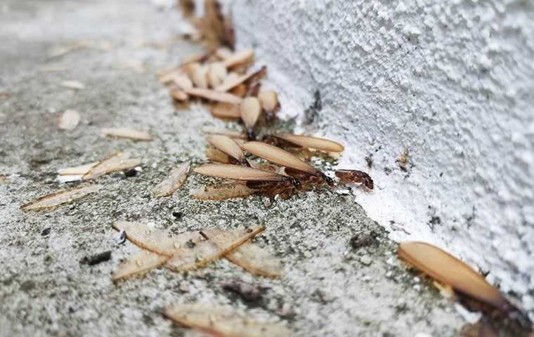 termite swarmers near a foundation