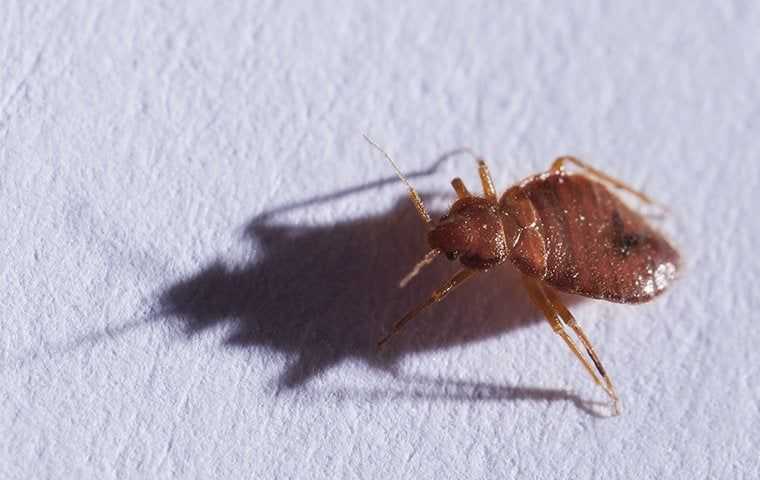 bed bug on paper