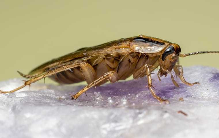 a big cockroach up close