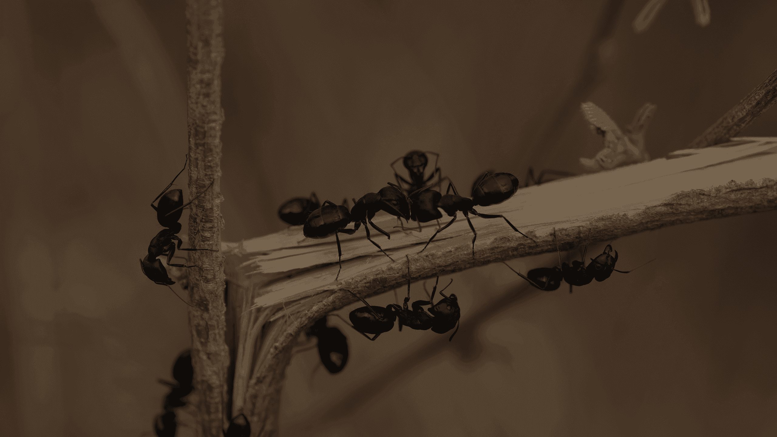 ants on a broken branch