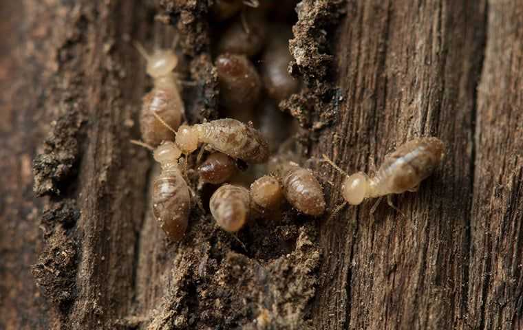 termites destroying some wood