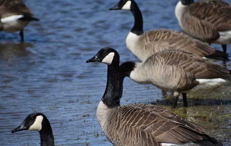 geese near water