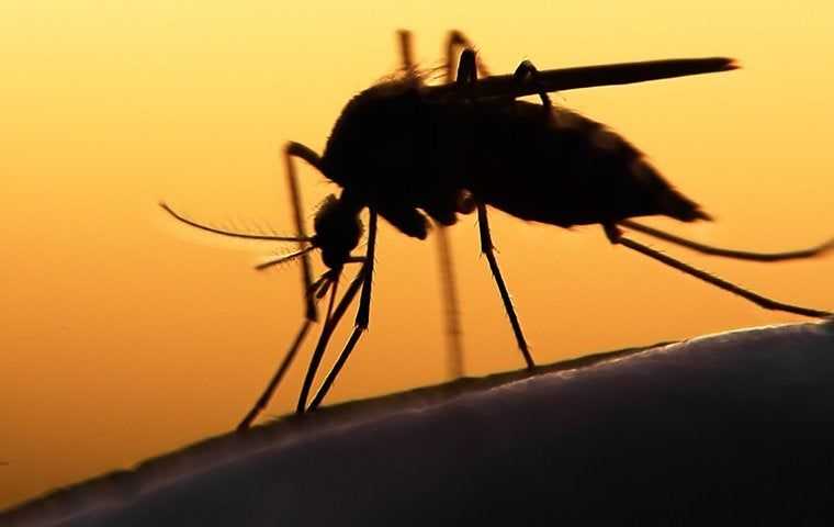 a mosquito at sunset