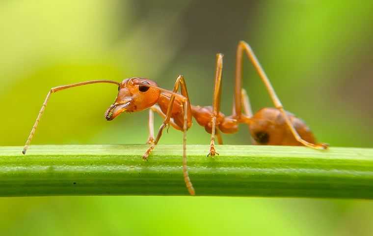 a red ant on a stem