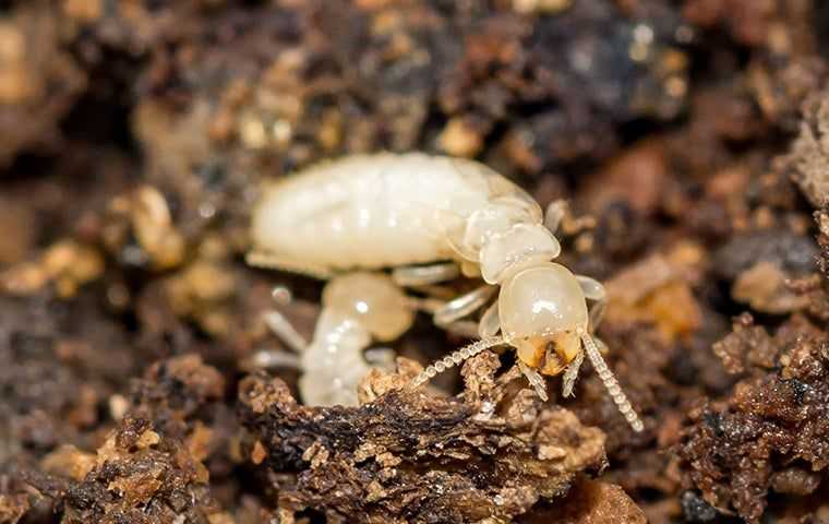 two termite nymphs