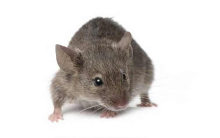 Action Pest House Mouse