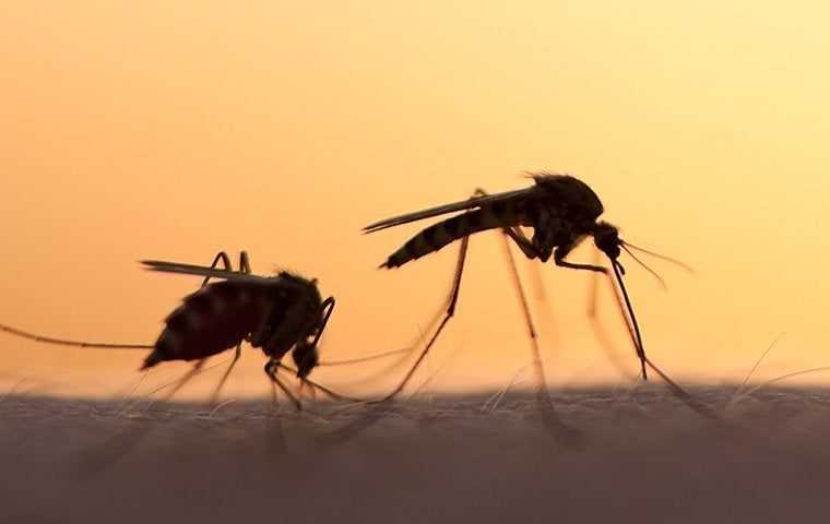 mosquitoes in the sunset