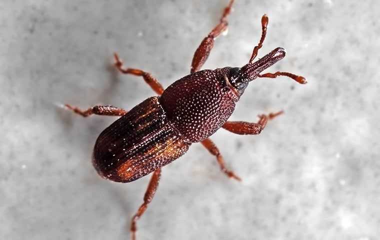 a rice weevil